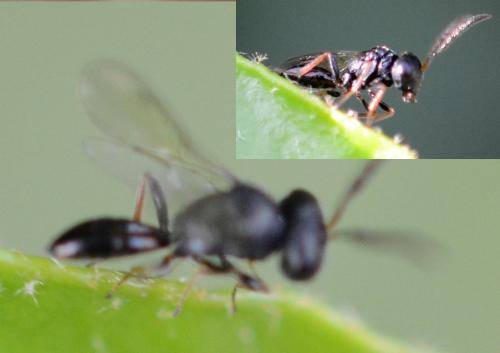 Psilocera sp.